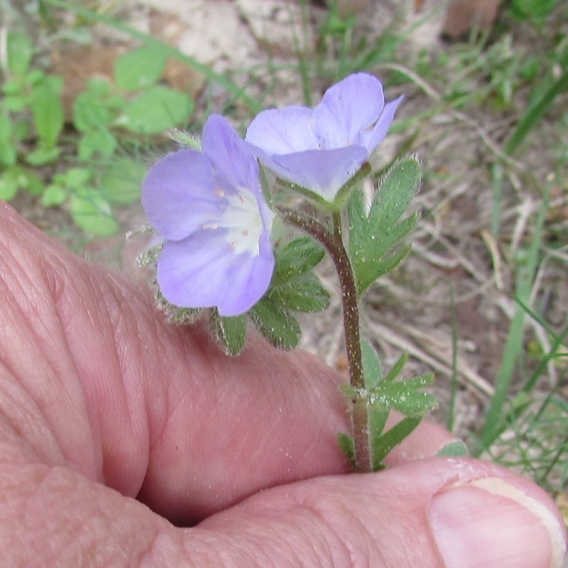 Prairie Phacelia photo 4