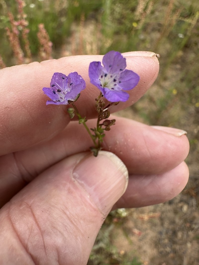 Prairie Phacelia photo 5