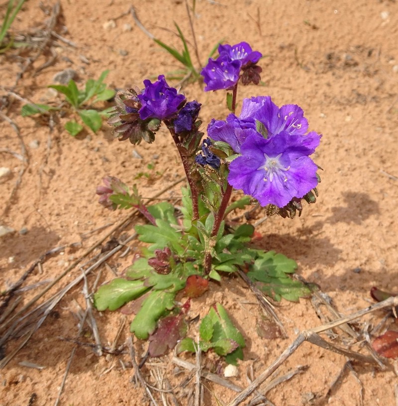 Prairie Phacelia photo 6