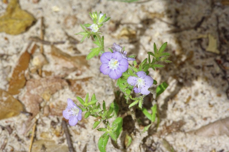 Prairie Phacelia photo 7