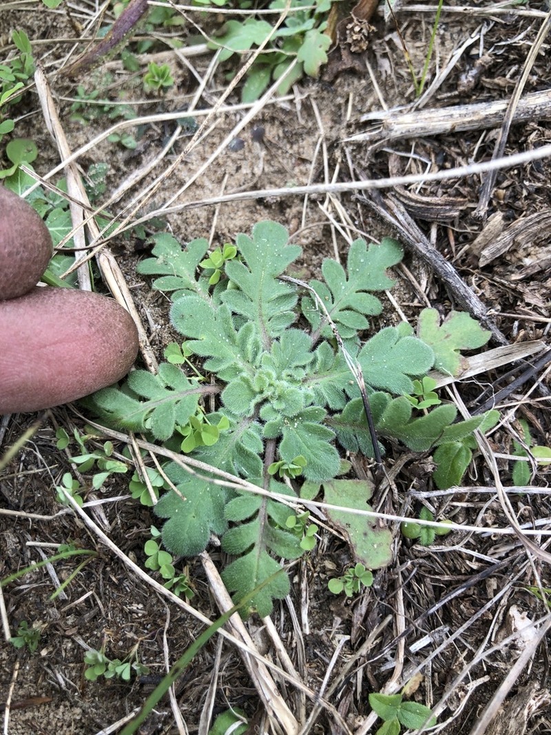 Prairie Phacelia photo 8