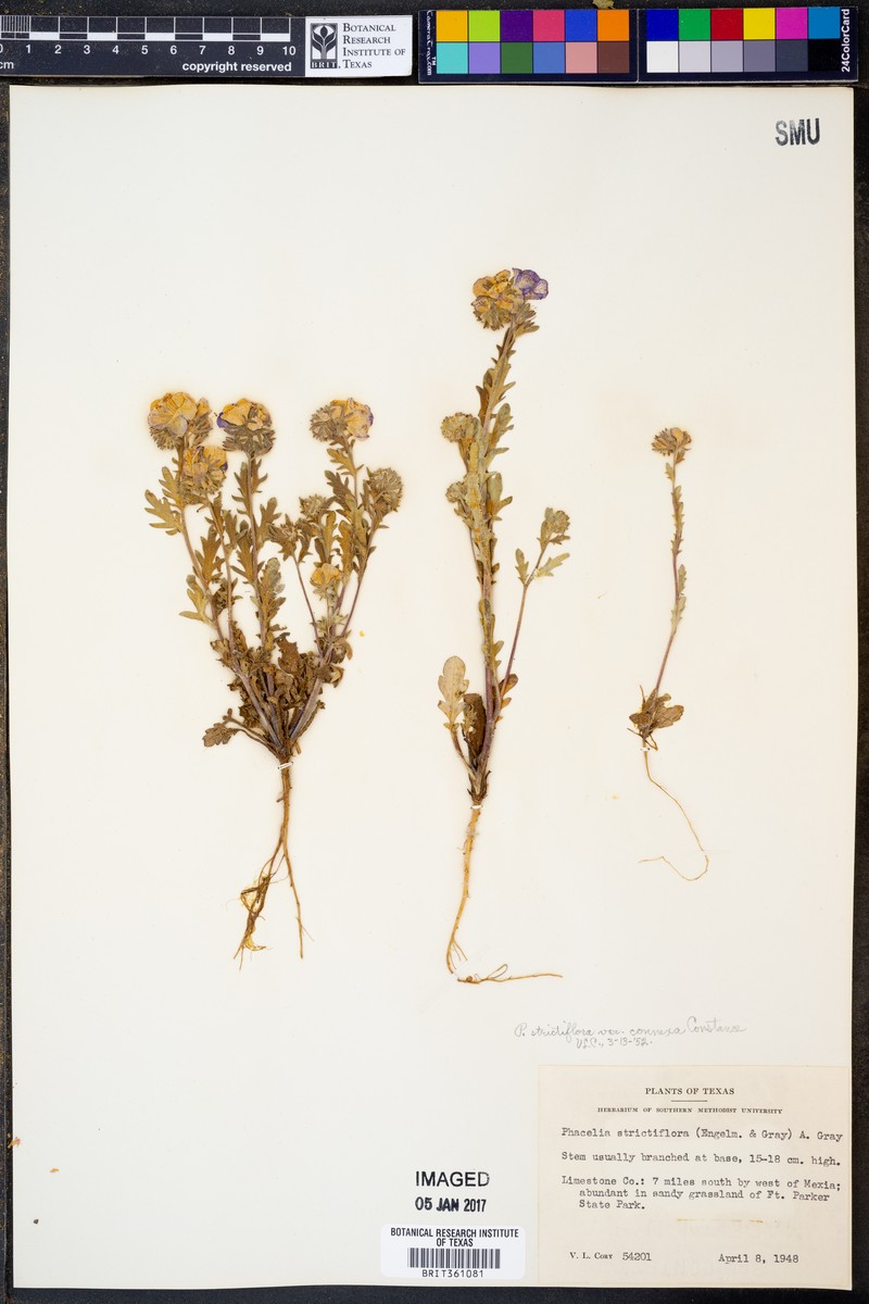 Phacelia strictiflora var. connexa photo 3