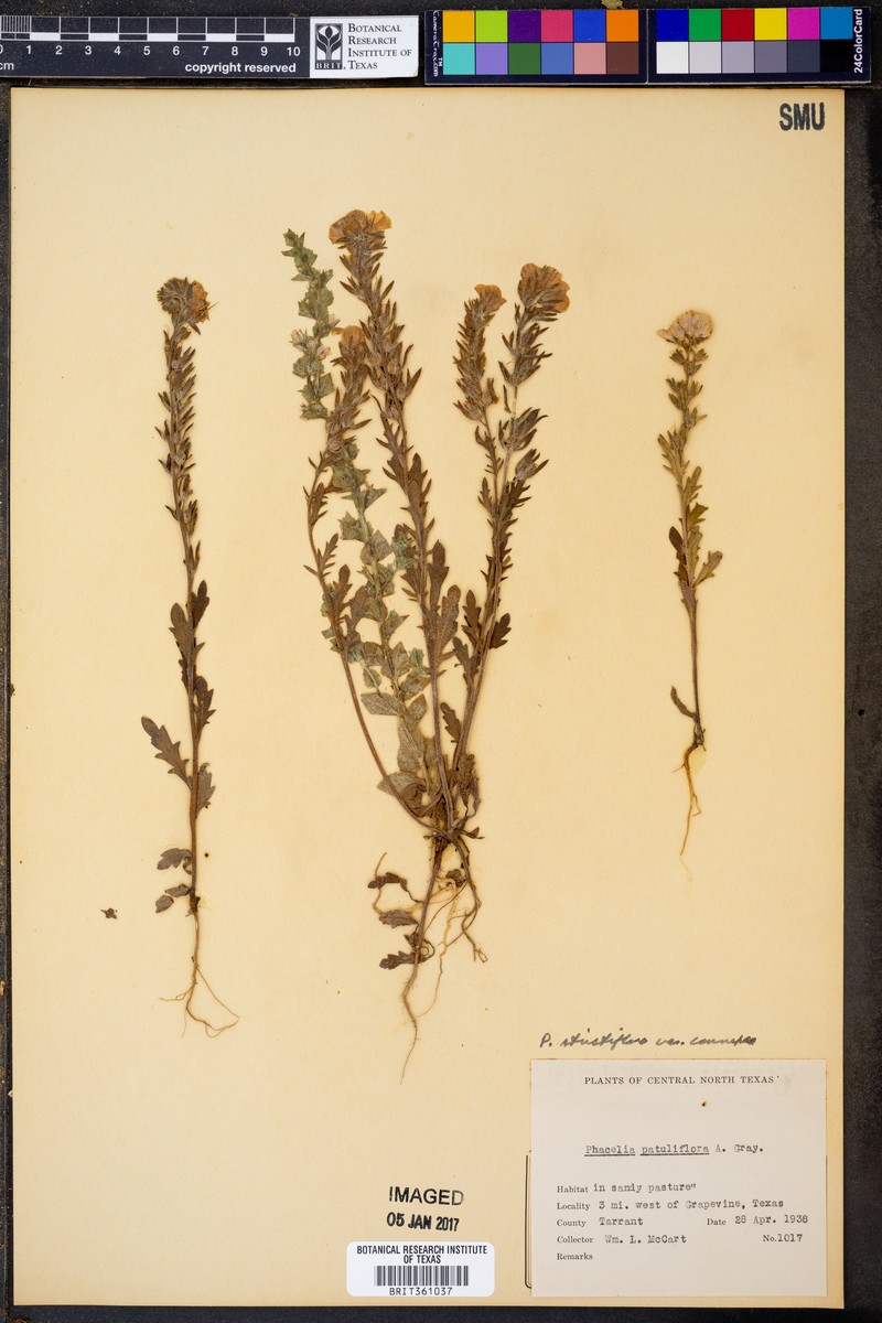 Phacelia strictiflora var. connexa photo 4