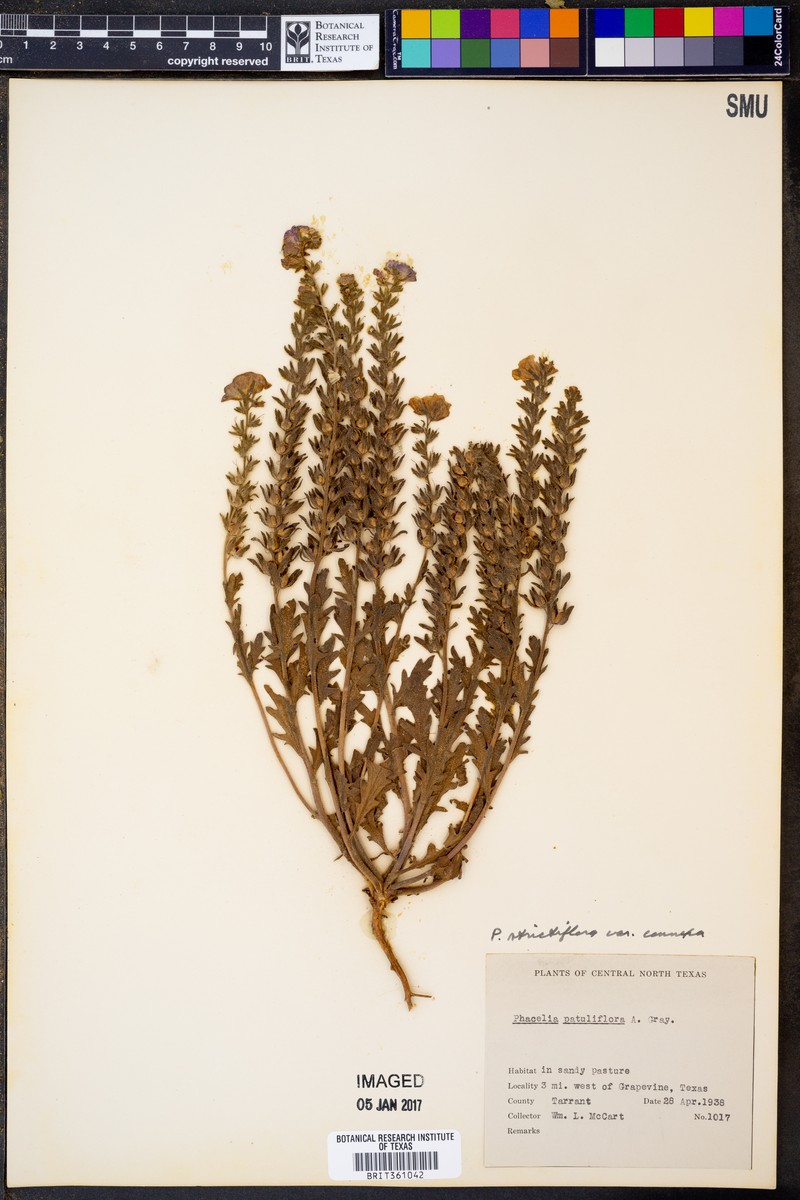 Phacelia strictiflora var. connexa photo 5