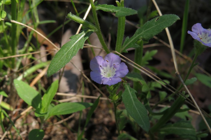 Phacelia strictiflora var. connexa