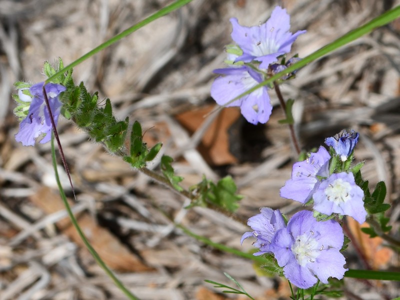 Phacelia strictiflora var. connexa photo 2