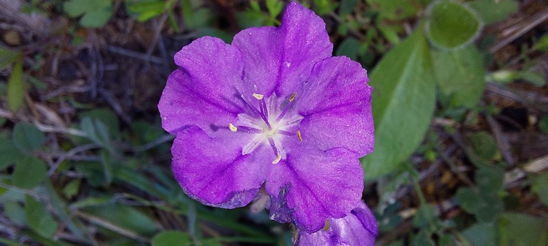Phacelia strictiflora var. lundelliana photo 3