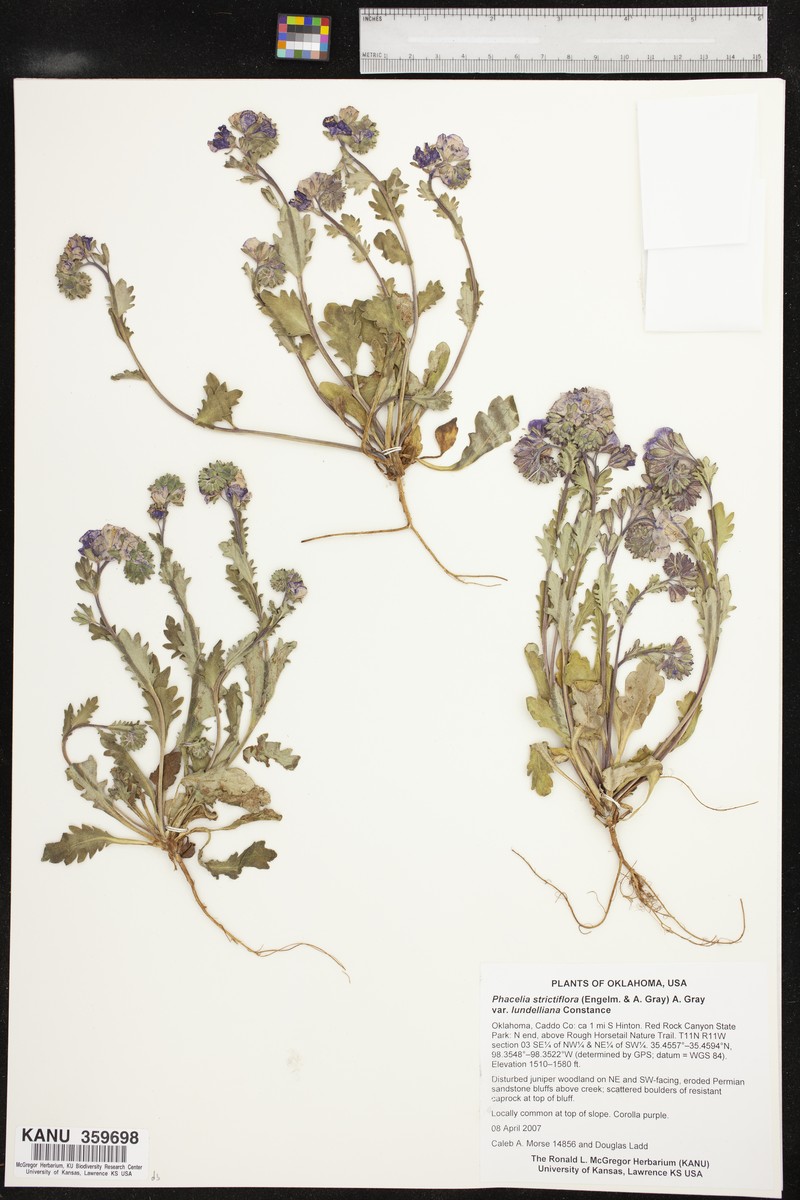 Phacelia strictiflora var. lundelliana photo 5