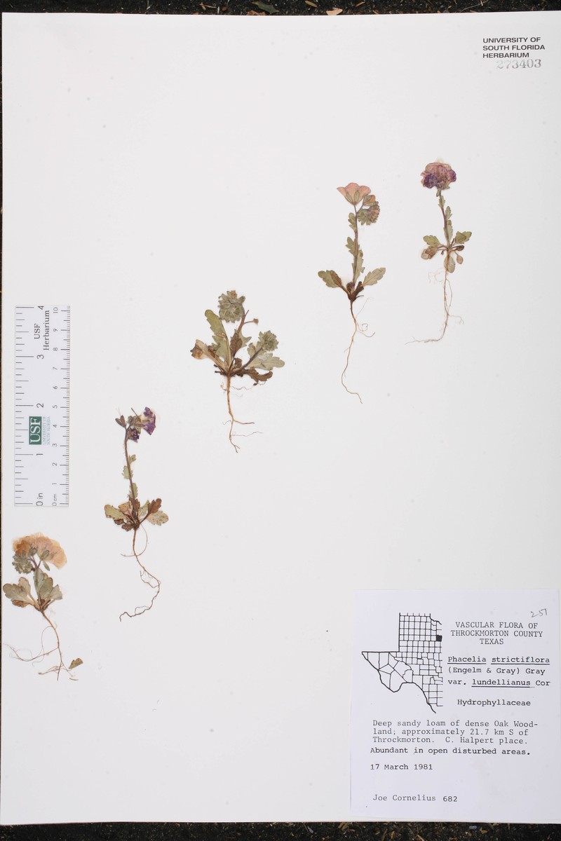 Phacelia strictiflora var. lundelliana photo 6