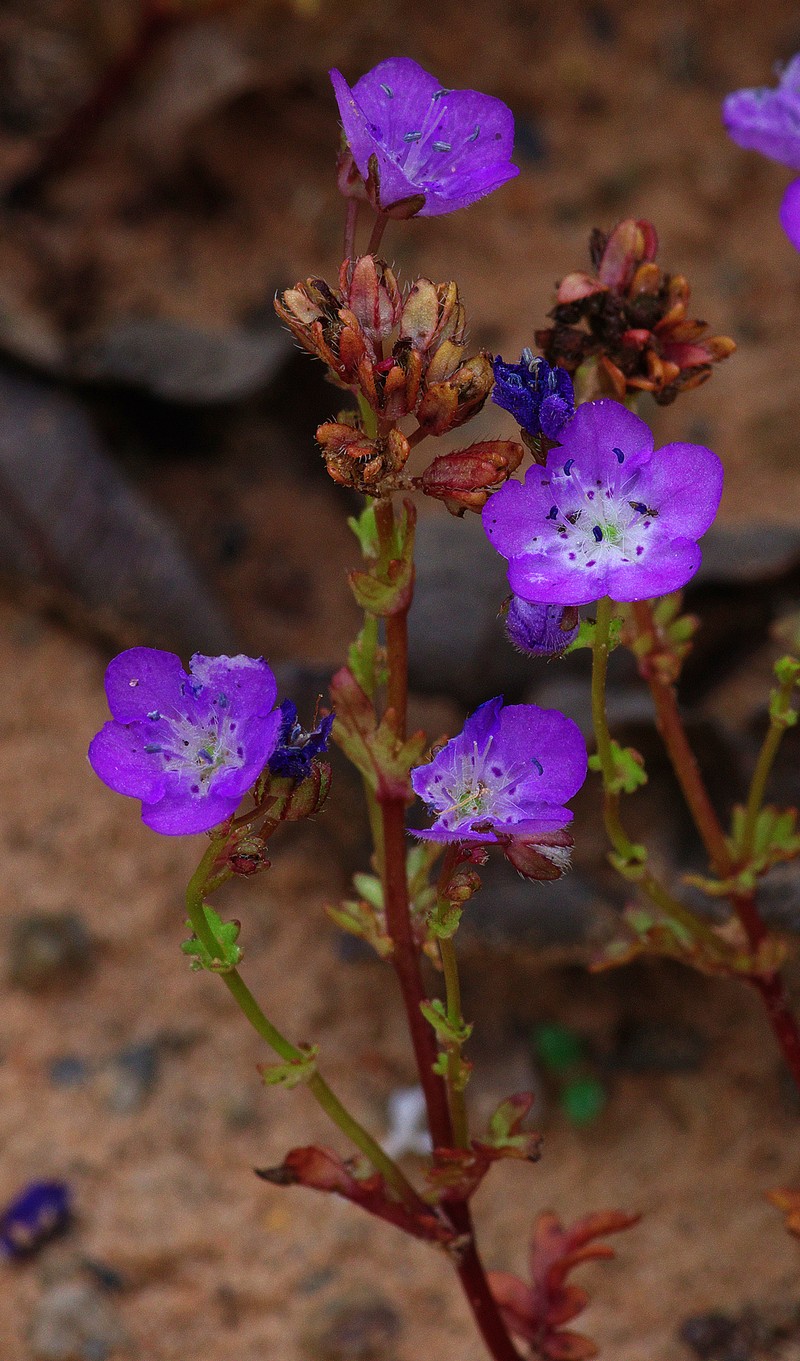 Phacelia strictiflora var. robbinsii photo 2