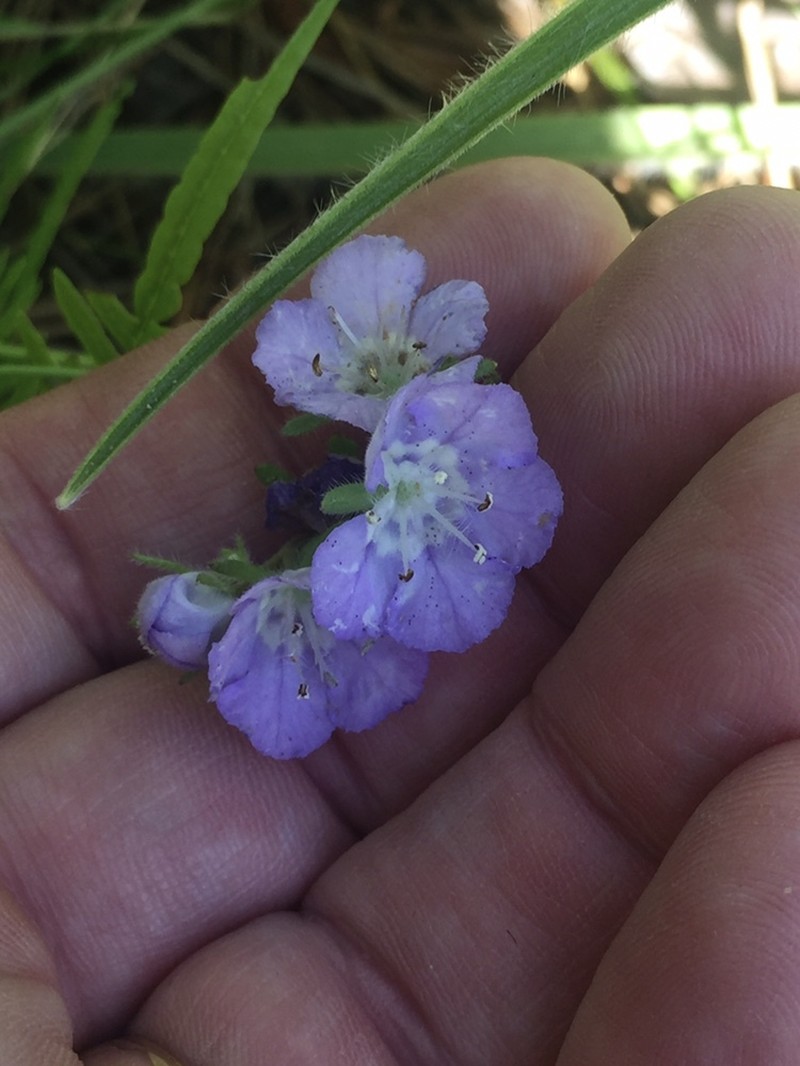 Phacelia strictiflora var. robbinsii photo 3