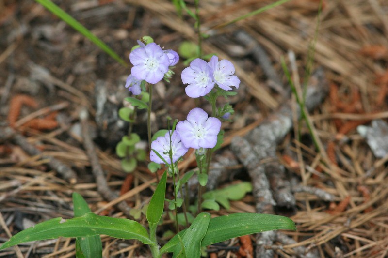 Phacelia strictiflora var. robbinsii photo 4