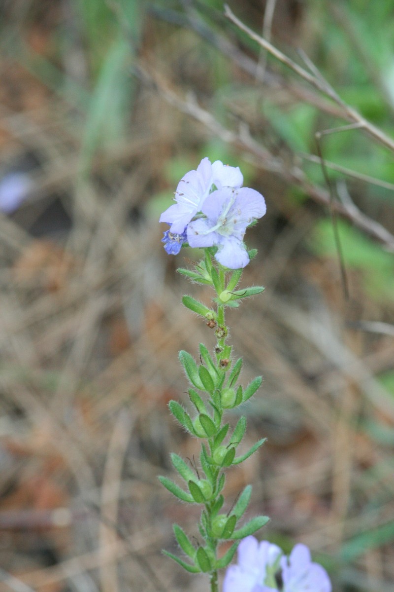 Phacelia strictiflora var. robbinsii photo 5