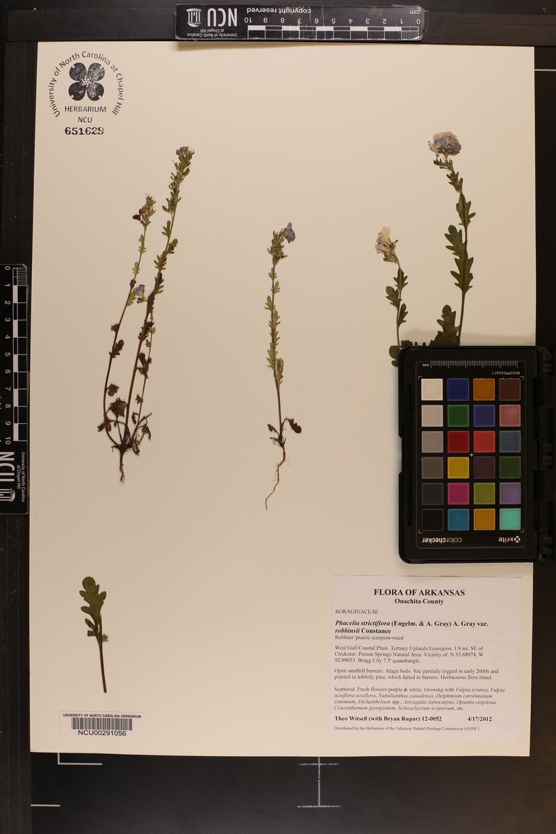 Phacelia strictiflora var. robbinsii photo 6