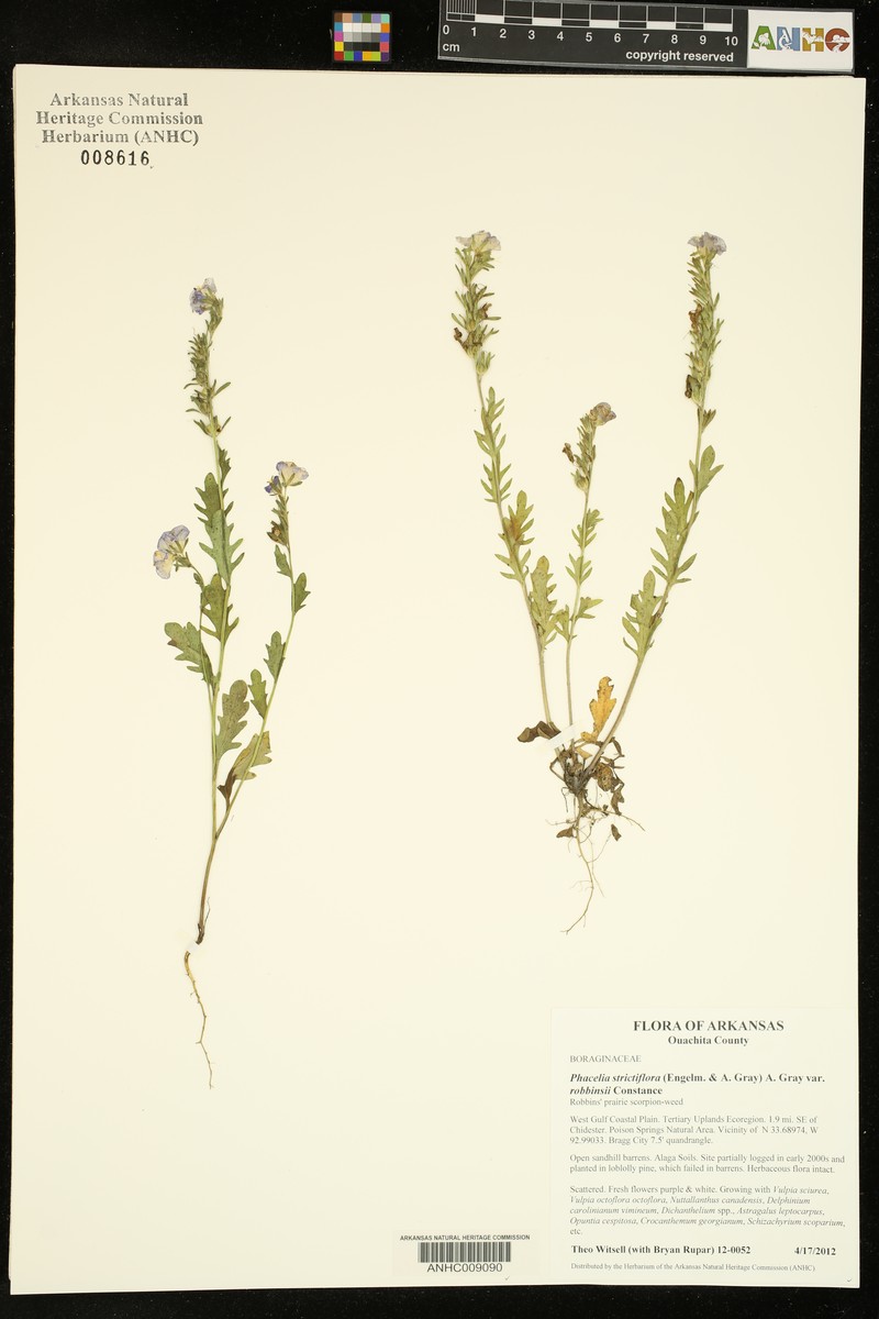 Phacelia strictiflora var. robbinsii photo 7