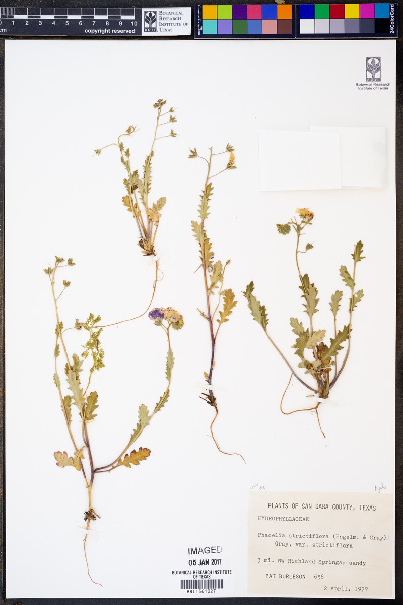 Phacelia strictiflora var. strictiflora photo 3