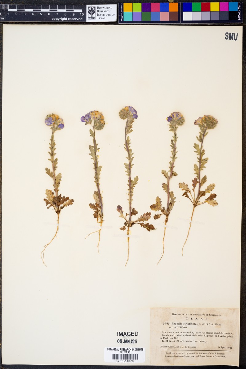 Phacelia strictiflora var. strictiflora photo 4