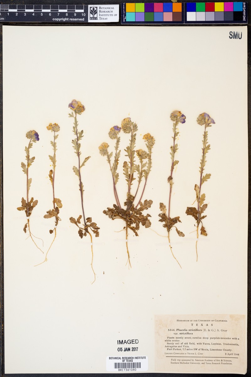 Phacelia strictiflora var. strictiflora photo 5