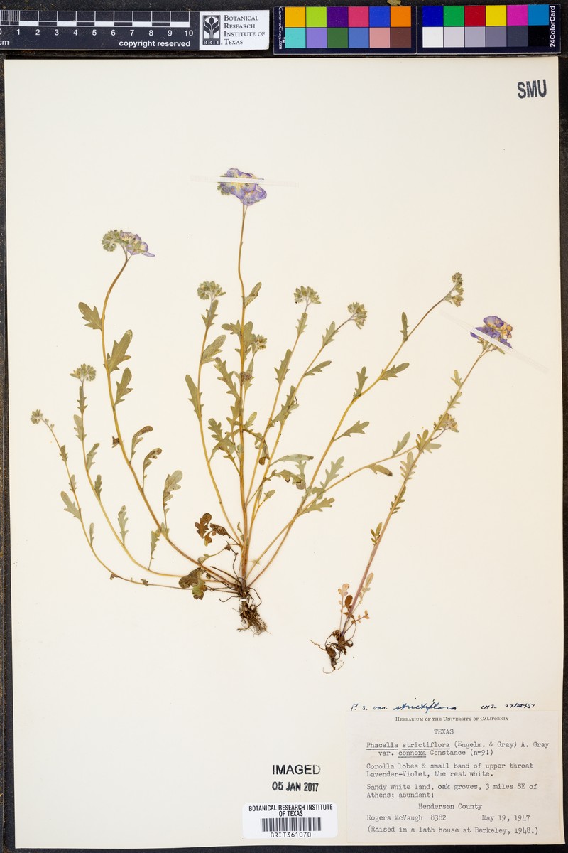 Phacelia strictiflora var. strictiflora photo 6