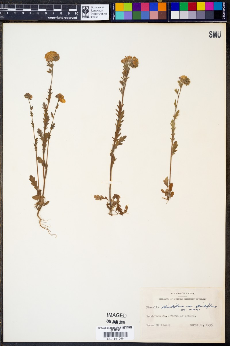 Phacelia strictiflora var. strictiflora photo 7
