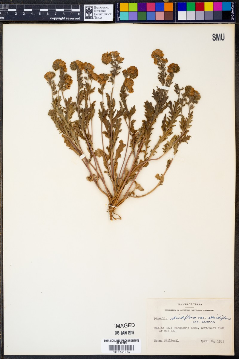 Phacelia strictiflora var. strictiflora photo 8