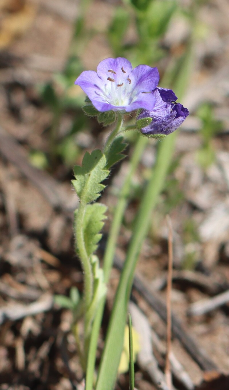 Phacelia strictiflora var. strictiflora