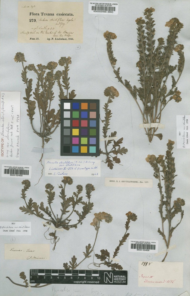 Phacelia strictiflora var. strictiflora photo 2