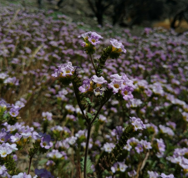 Sweetscented Phacelia