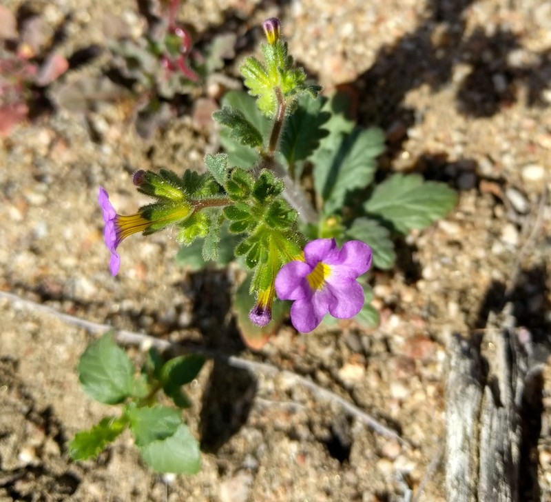 Sweetscented Phacelia photo 2