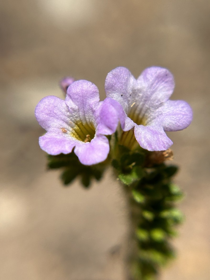 Sweetscented Phacelia photo 3