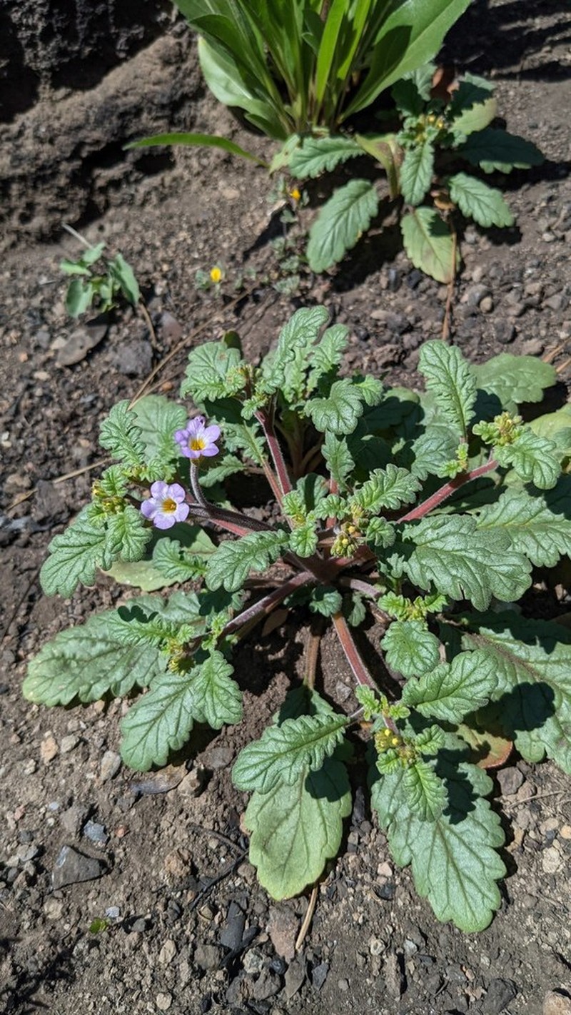 Sweetscented Phacelia photo 4