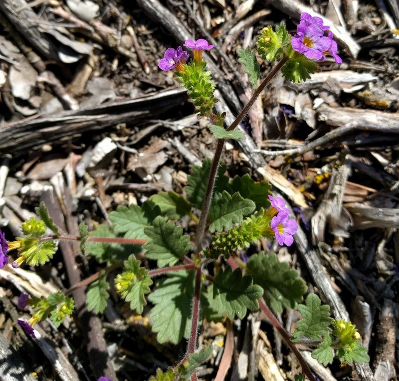 Sweetscented Phacelia photo 5