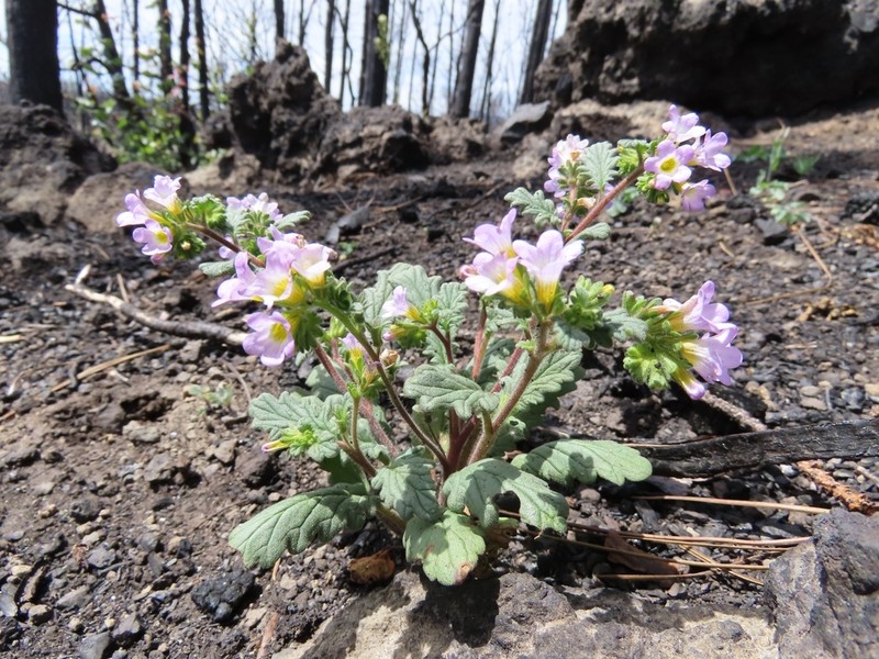 Sweetscented Phacelia photo 6