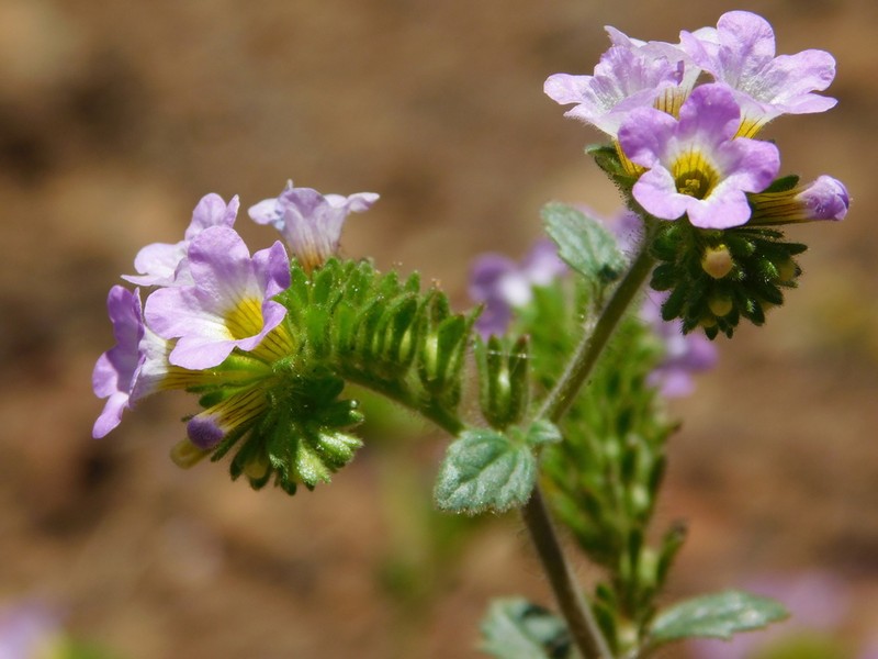 Sweetscented Phacelia photo 7