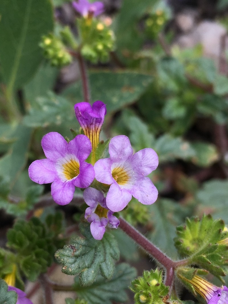 Sweetscented Phacelia photo 8