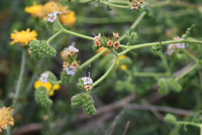 Phacelia suffrutescens