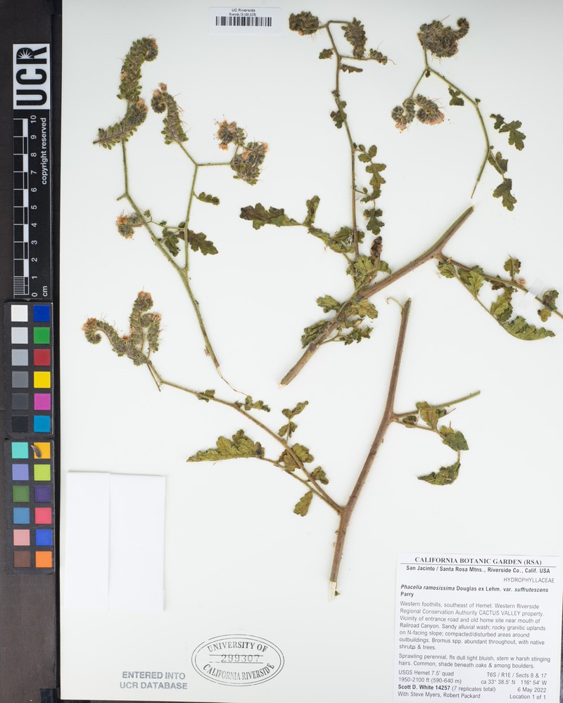 Phacelia suffrutescens photo 2