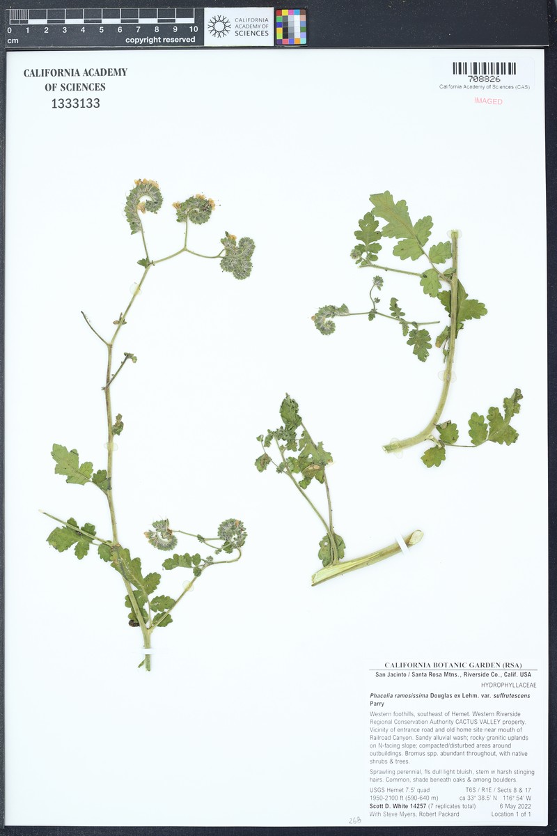 Phacelia suffrutescens photo 3