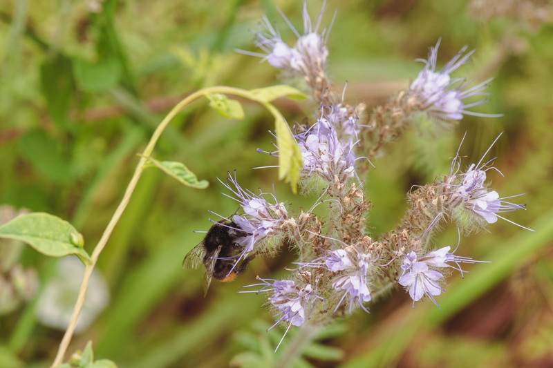 Lacy Phacelia photo 5