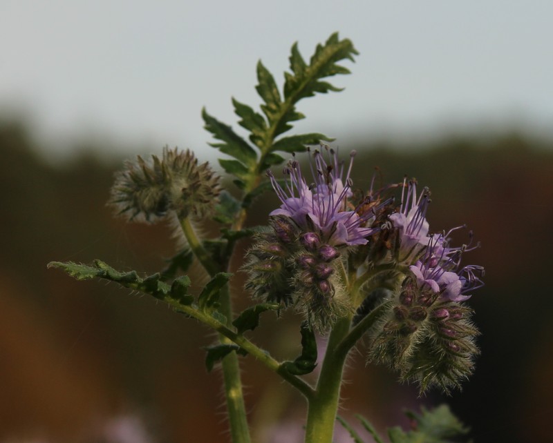 Lacy Phacelia photo 2