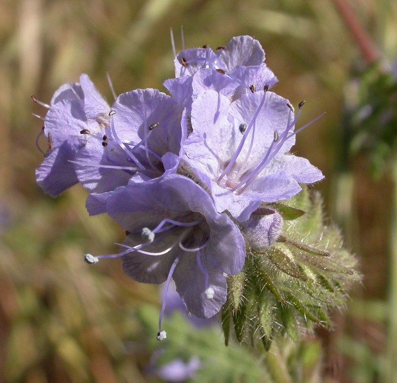 Lacy Phacelia photo 3