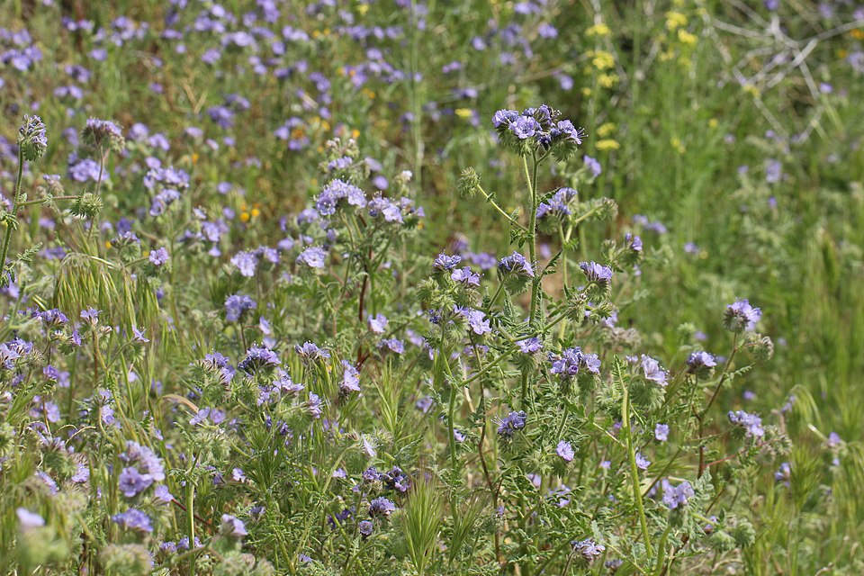 Lacy Phacelia photo 6