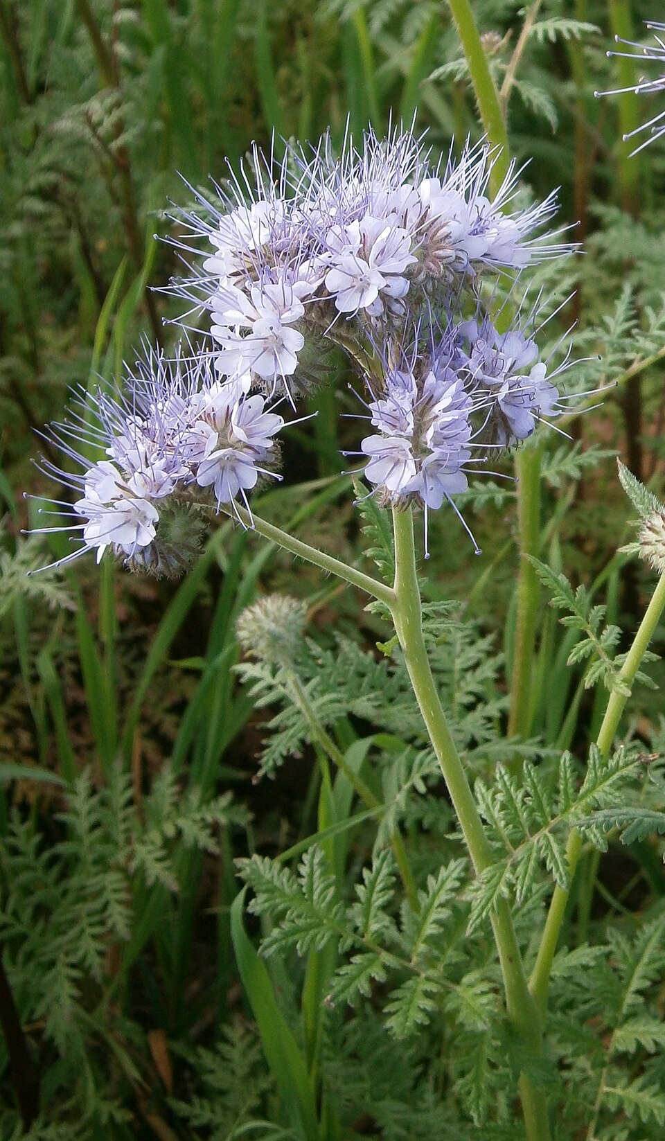 Lacy Phacelia photo 7