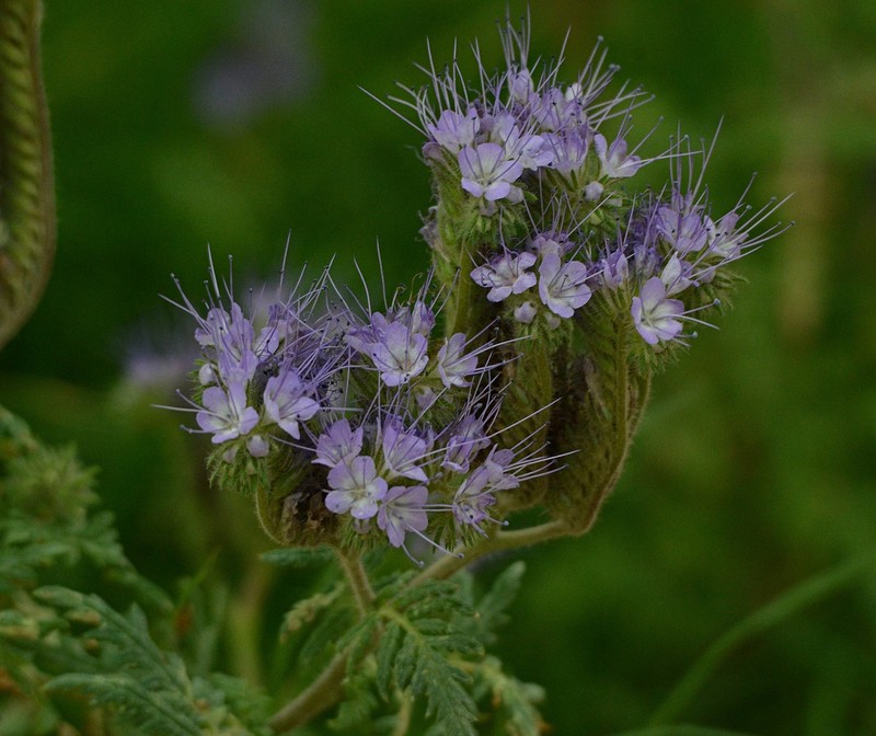 Lacy Phacelia photo 5