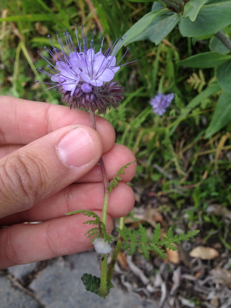 Lacy Phacelia photo 6