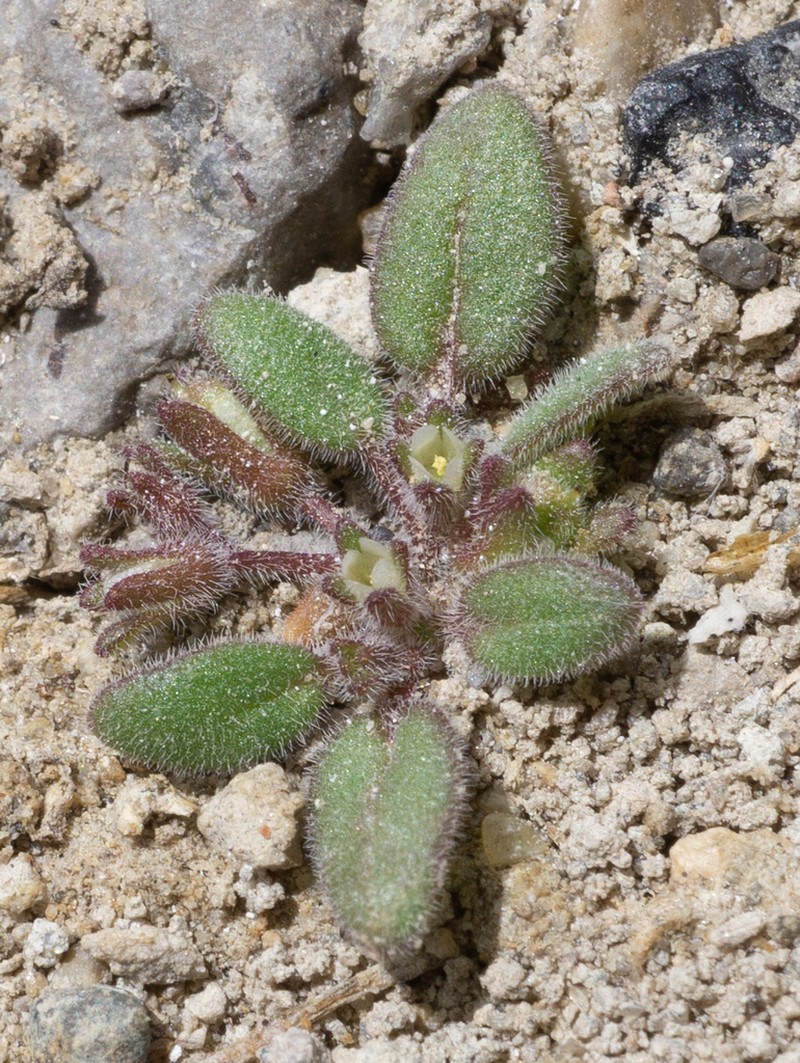 Fourpart Phacelia