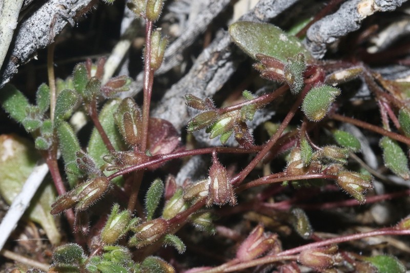 Fourpart Phacelia photo 3