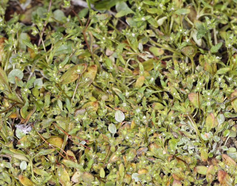 Fourpart Phacelia photo 4