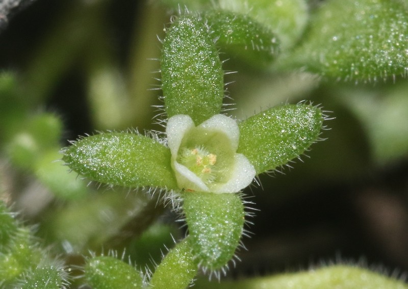 Fourpart Phacelia photo 5