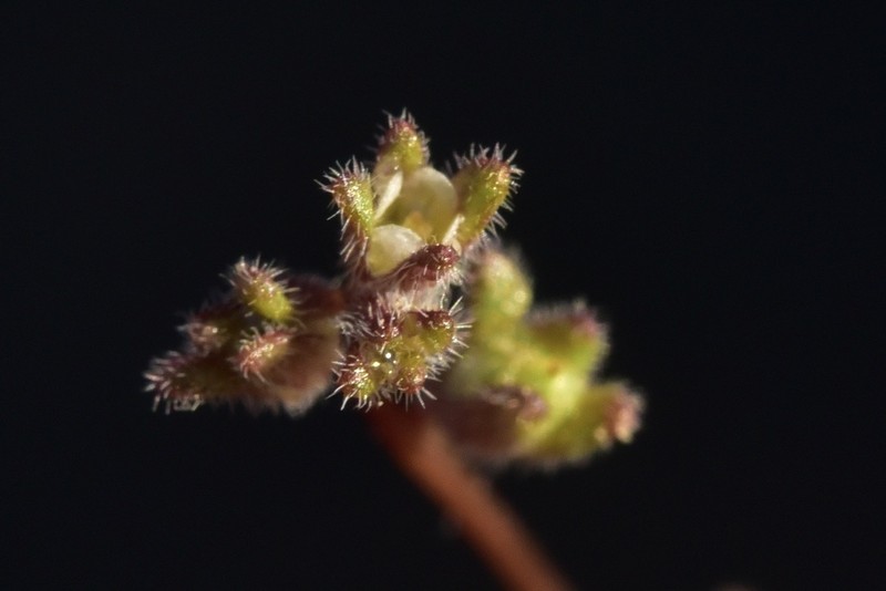 Fourpart Phacelia photo 6